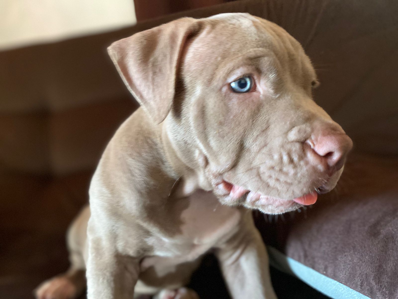 Portal Vendocão Filhote Pitbull Monster Macho- Ótima Linhagem - Olhos azuis Camaçari
