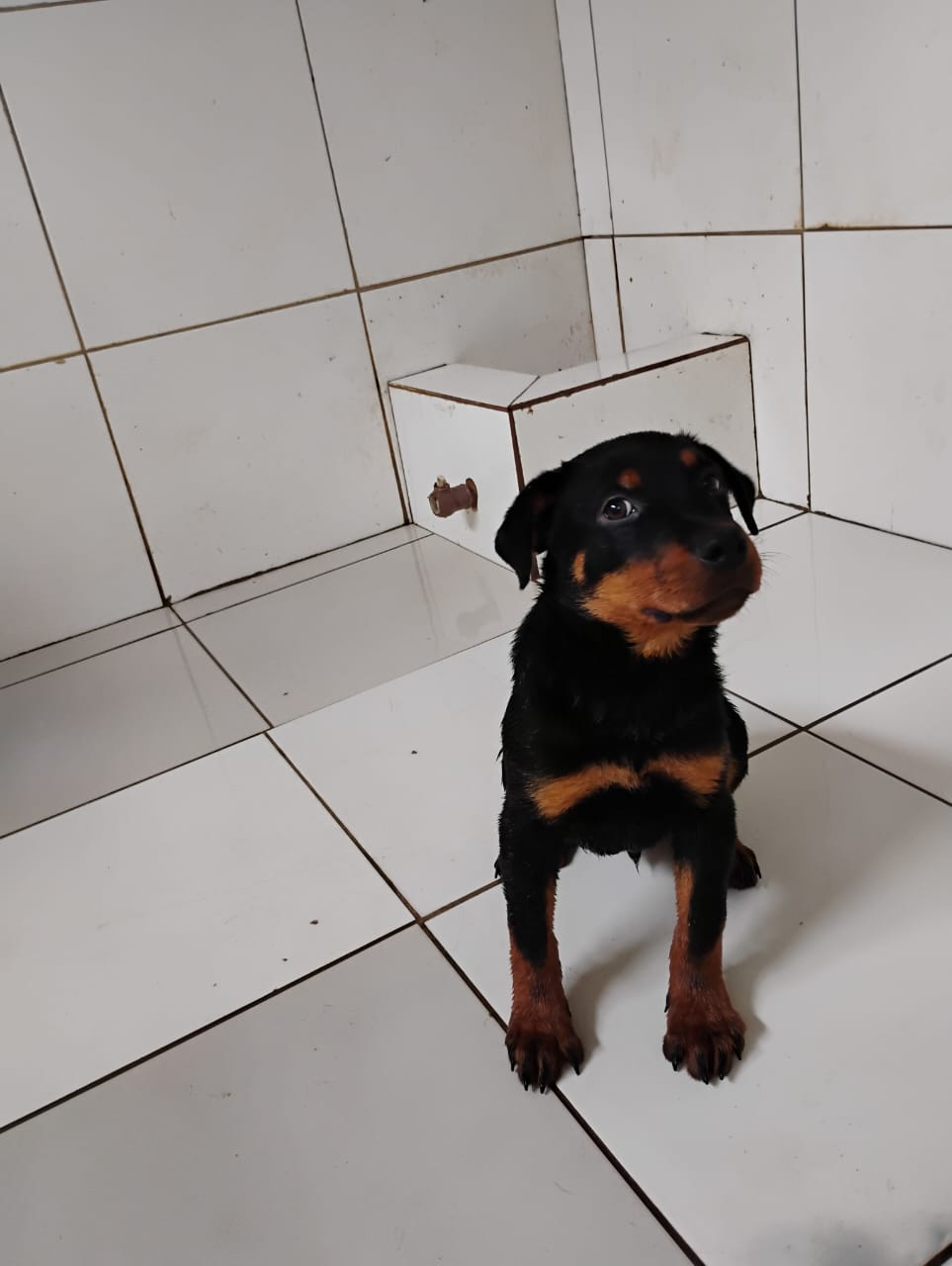 Portal Vendocão Lindo filhote Rottweiler  Lauro de Freitas 
