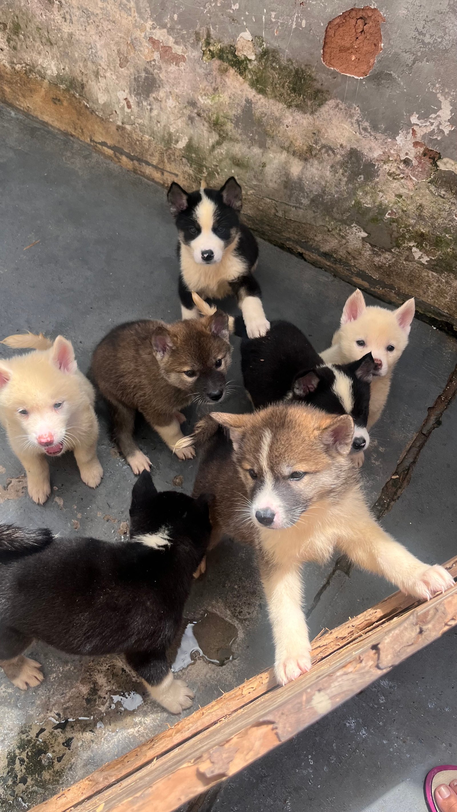 lindos e carinhosos filhotes de akita