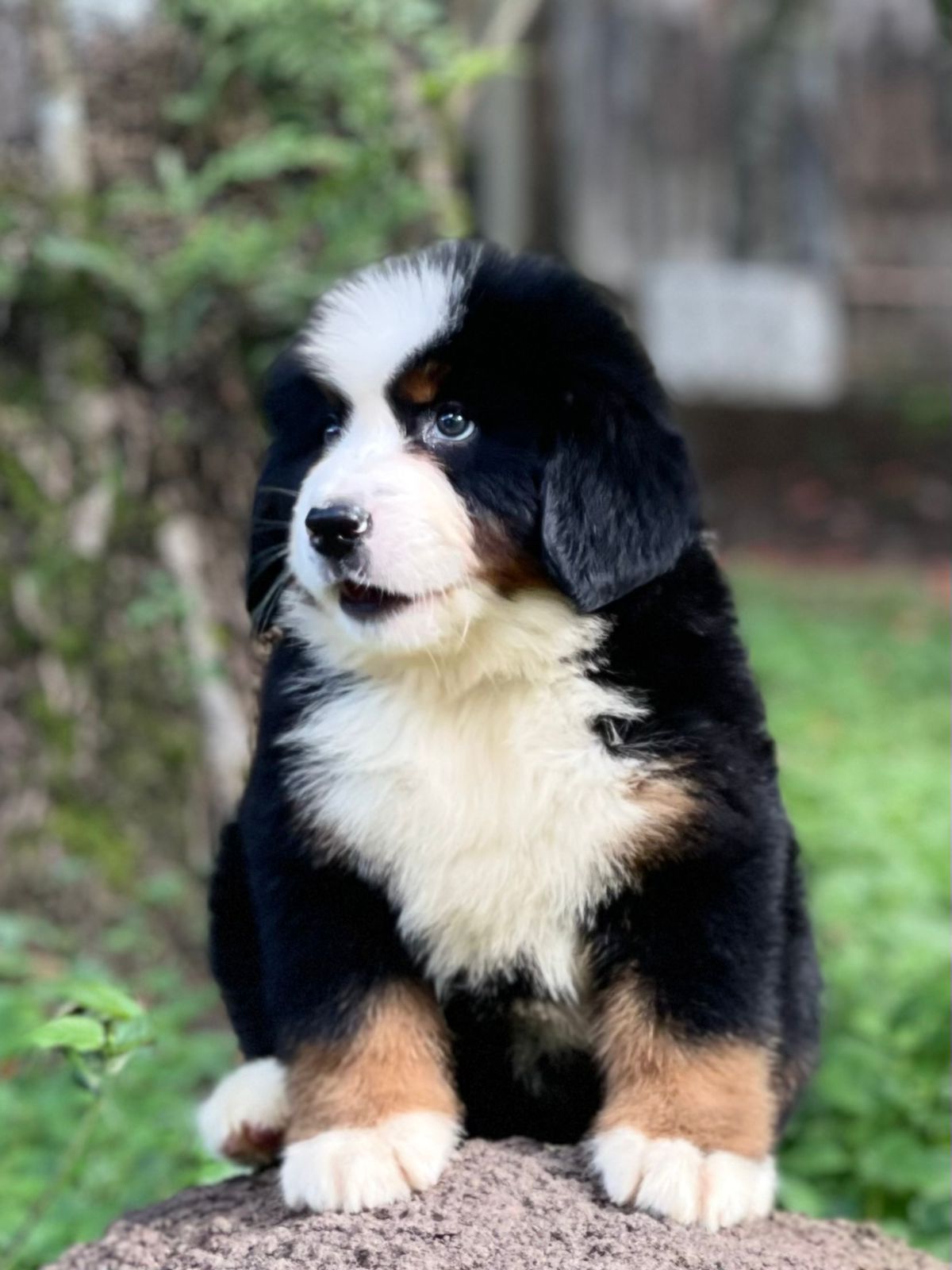 Belos Filhotes Bernese - Foto 1