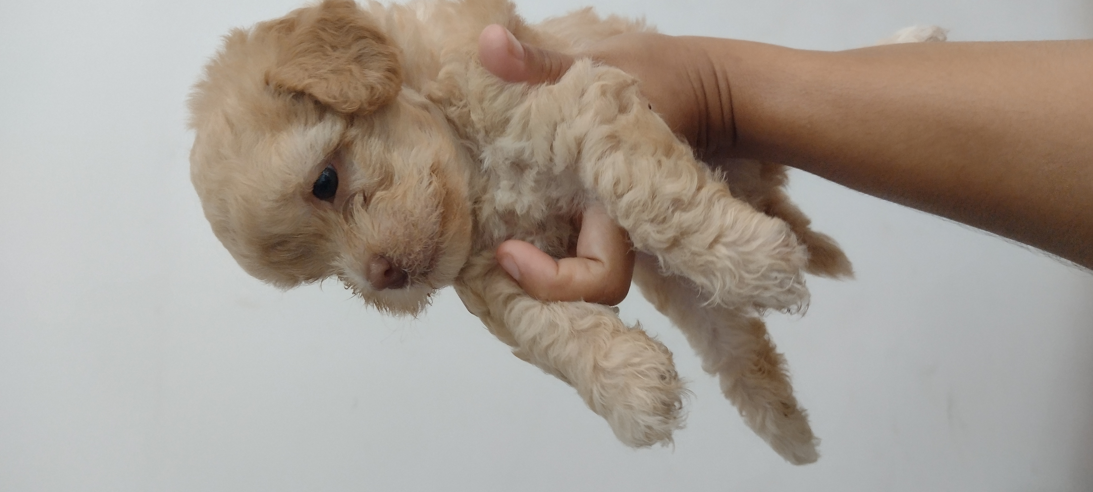 Portal Vendocão Vendo cachorro mistura Shitzu com Poodle São Luís 
