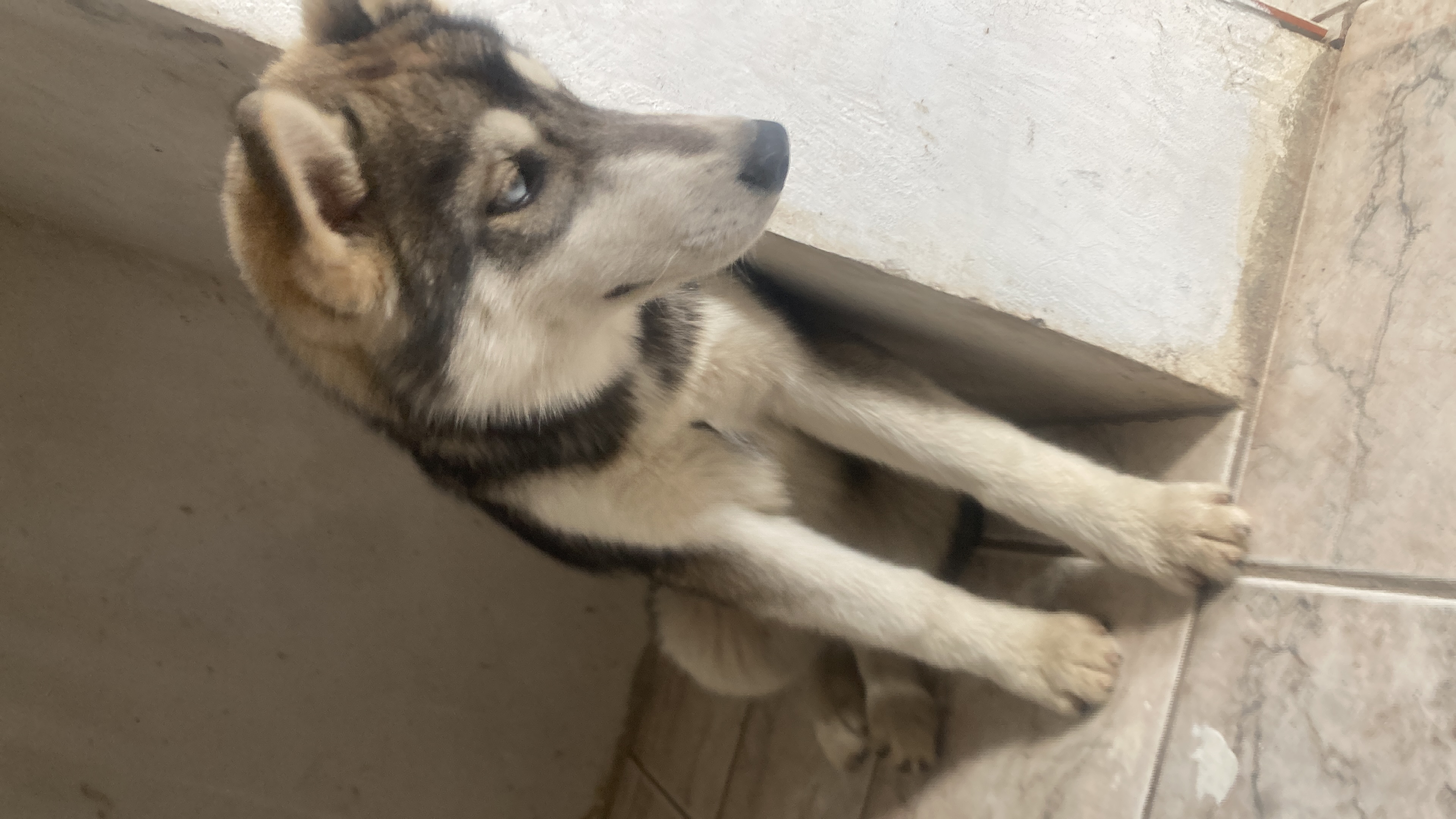 Portal Vendocão Husky siberiano  Curitiba 