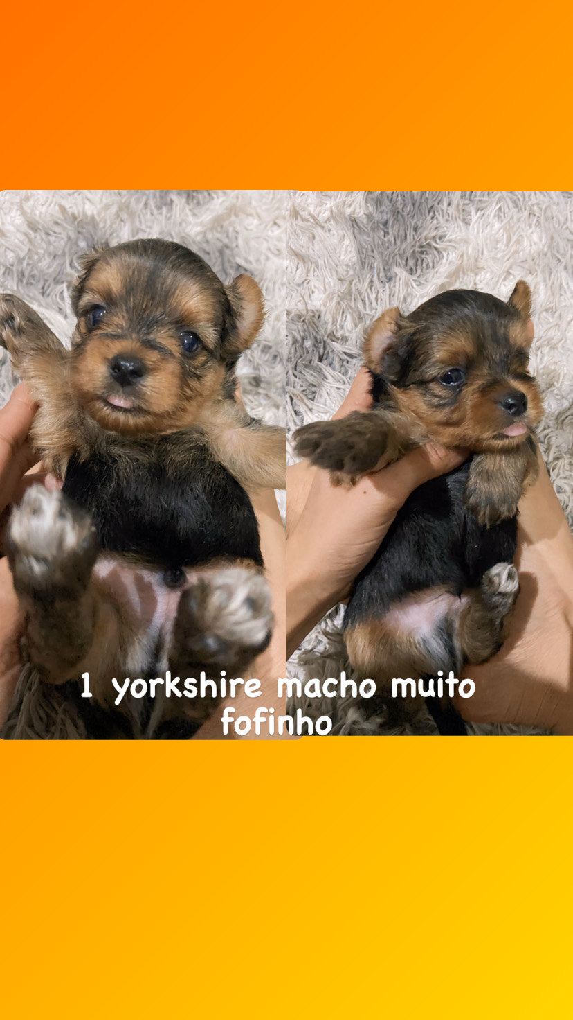 filhotes de Yorkshire Terrier Belo Horizonte 