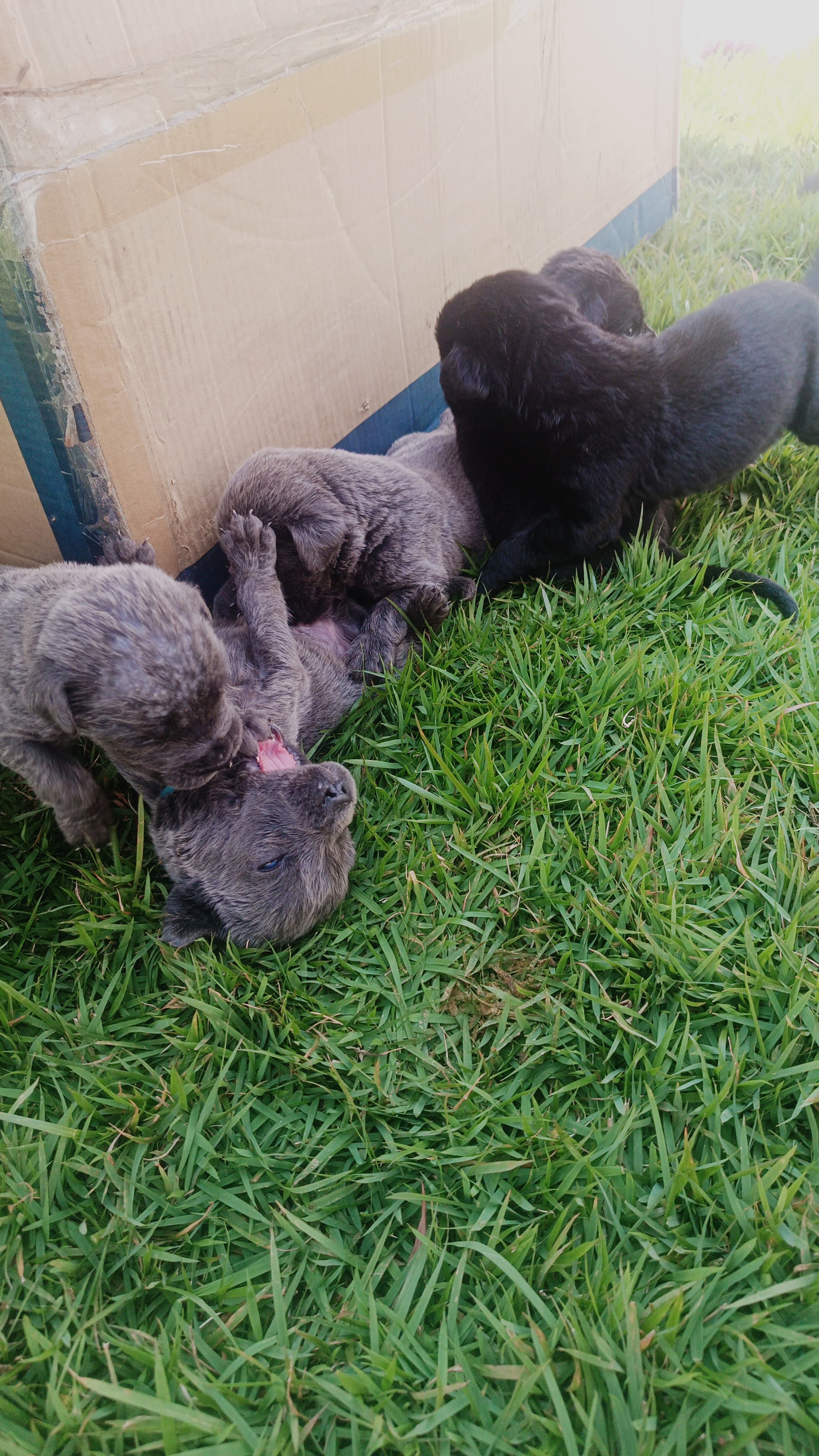 Portal Vendocão Cane corso Italiano  Chopinzinho