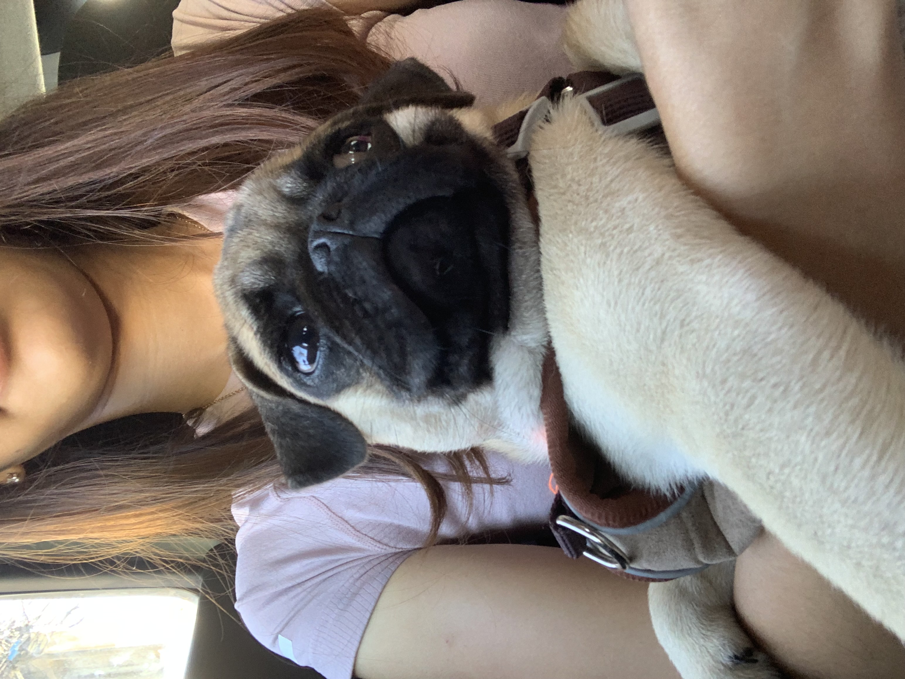 Portal Vendocão Pug meses  Jaboatão dos Guararapes 