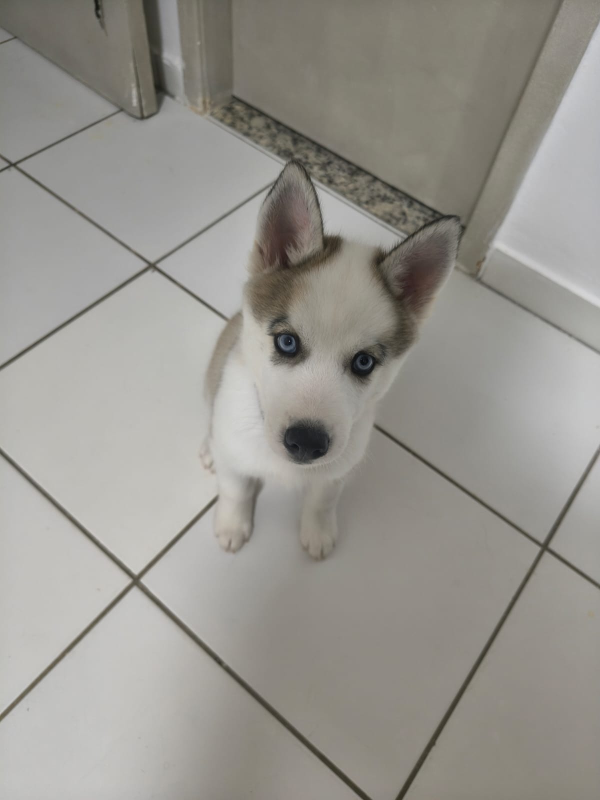 Filhote de Husky Siberiano pelagem Agouti - Foto 2