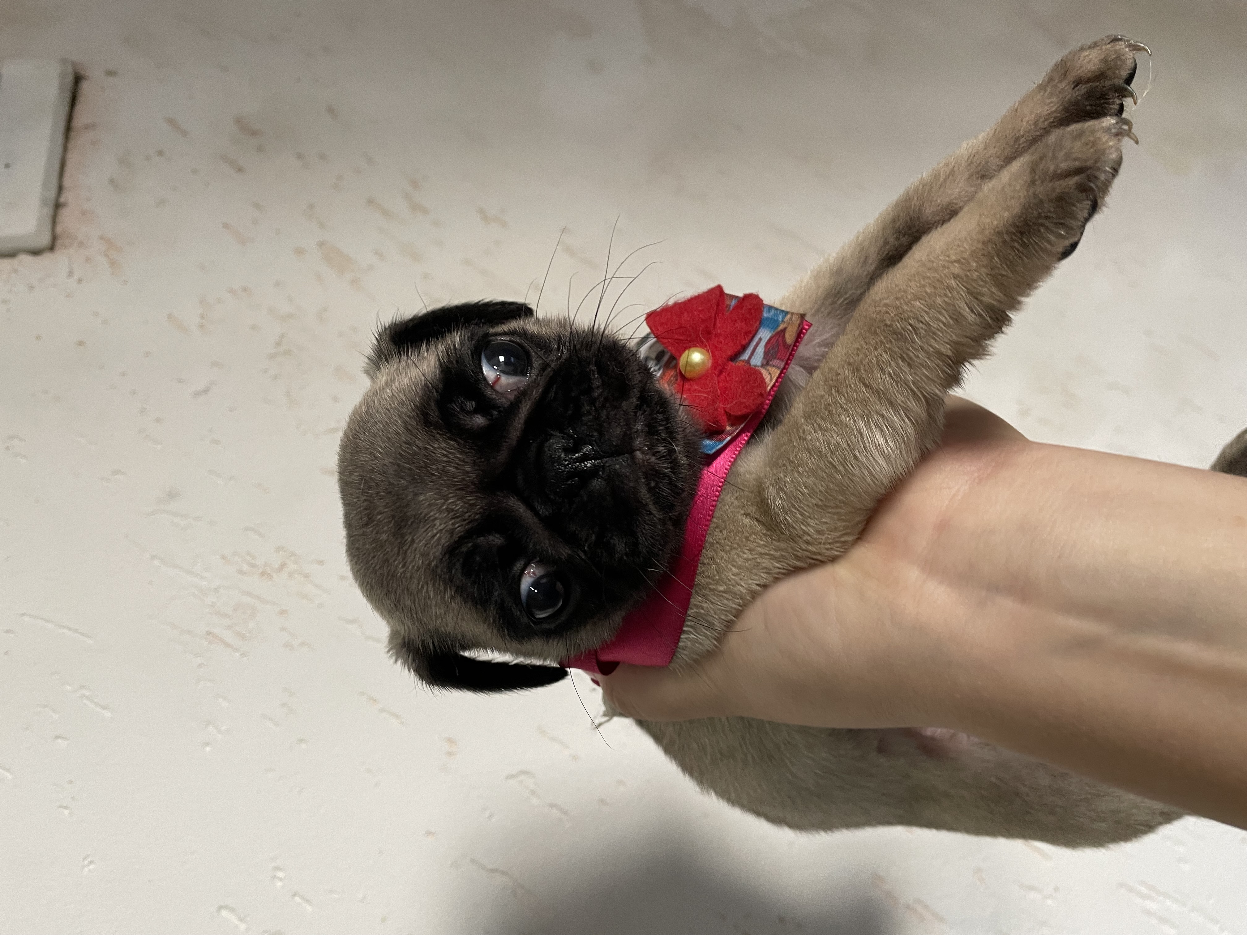 Portal Vendocão pug filhote macho americana 