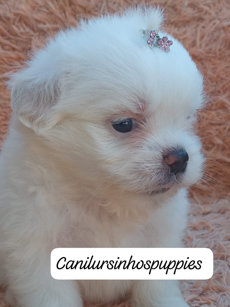 maltes lindos bebes pronta entrega #CANILURSINHOSPUPPIES  - Foto 3