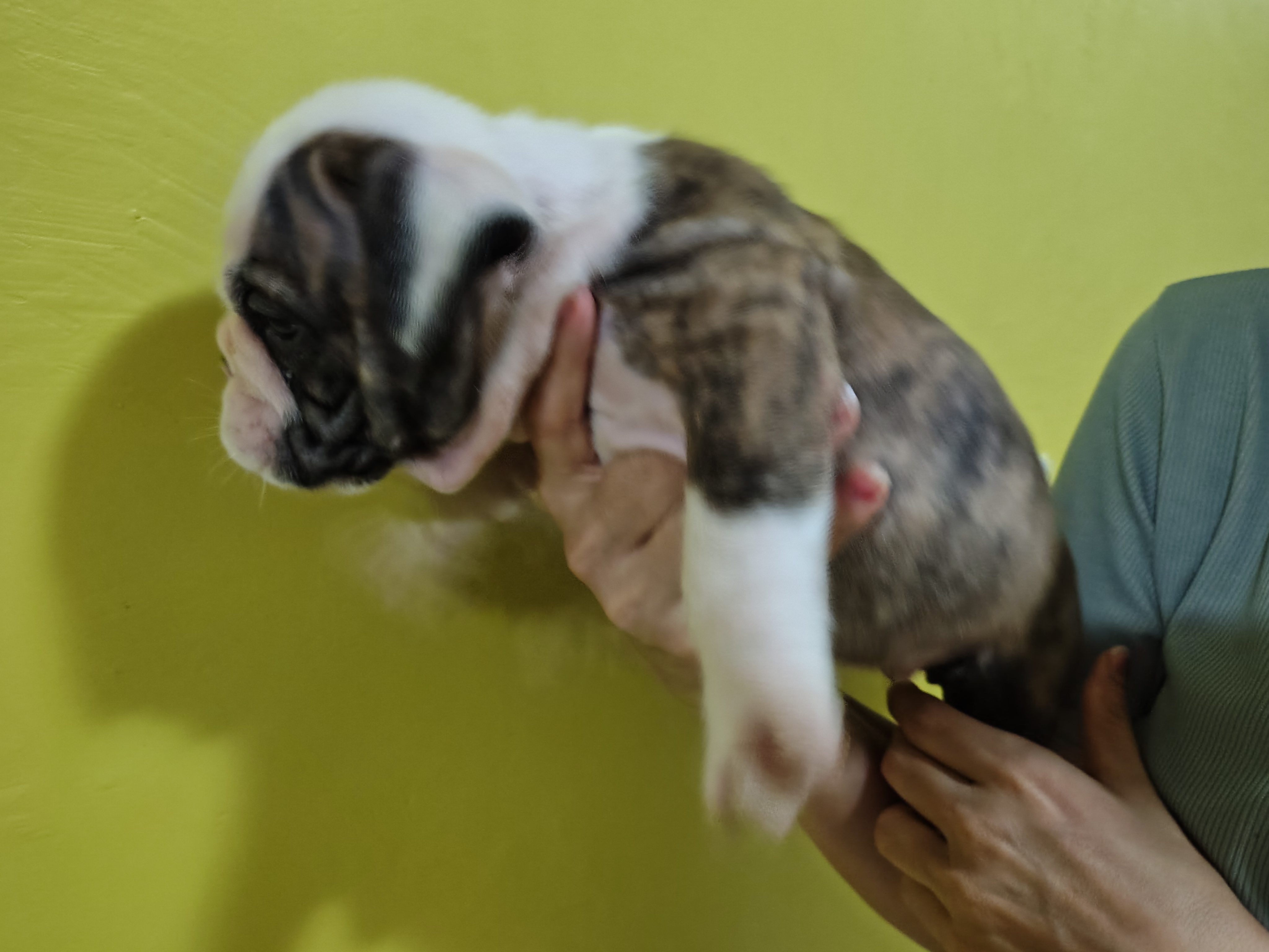 Portal Vendocão Vendo lindos filhotes de Buldogue inglês  Manaus 