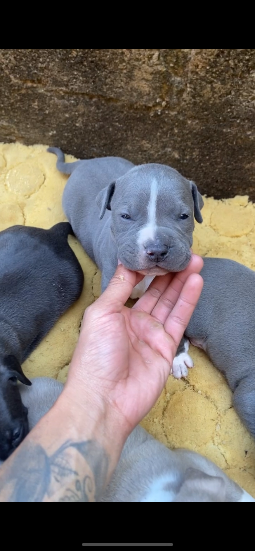 Portal Vendocão American bully Betim