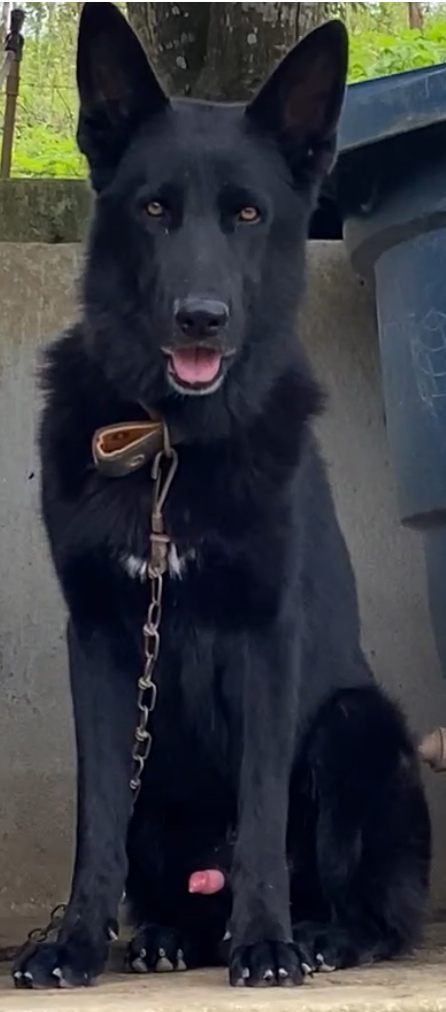 Portal Vendocão Cães de raça  Palmares 