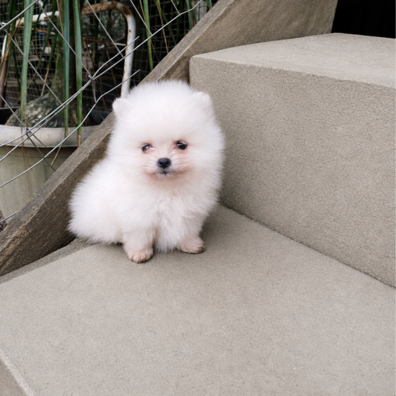 Lindo Lulu da Pomerânia Anão Branco Neve - Foto 1