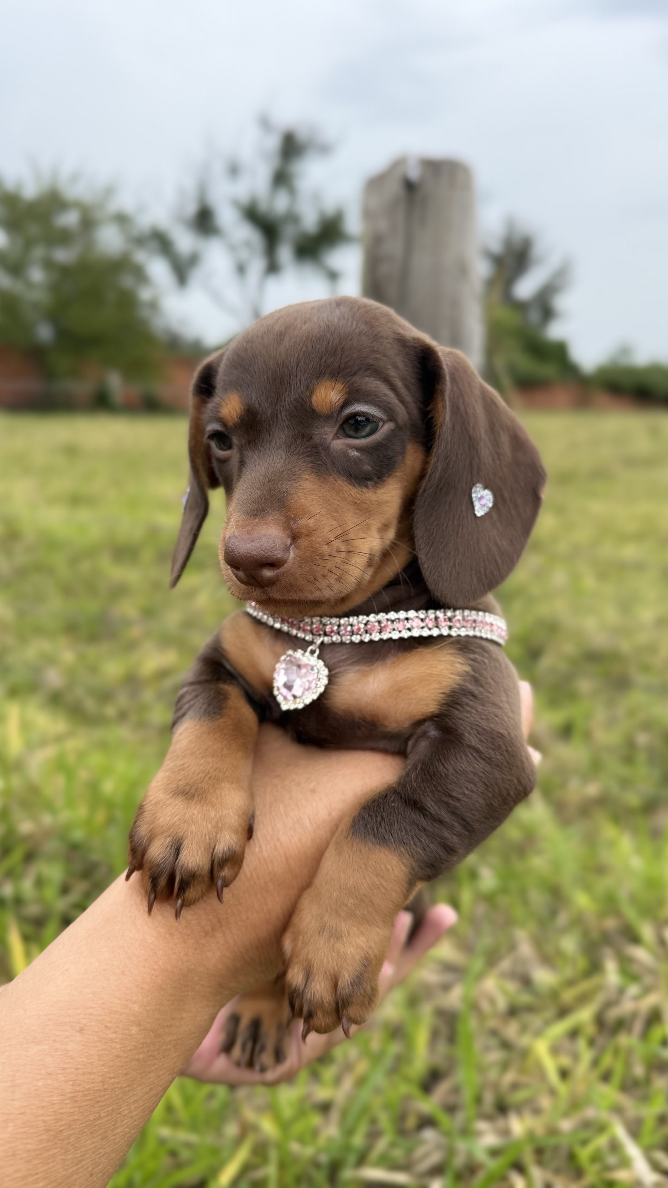 Portal Vendocão teckel  Itu