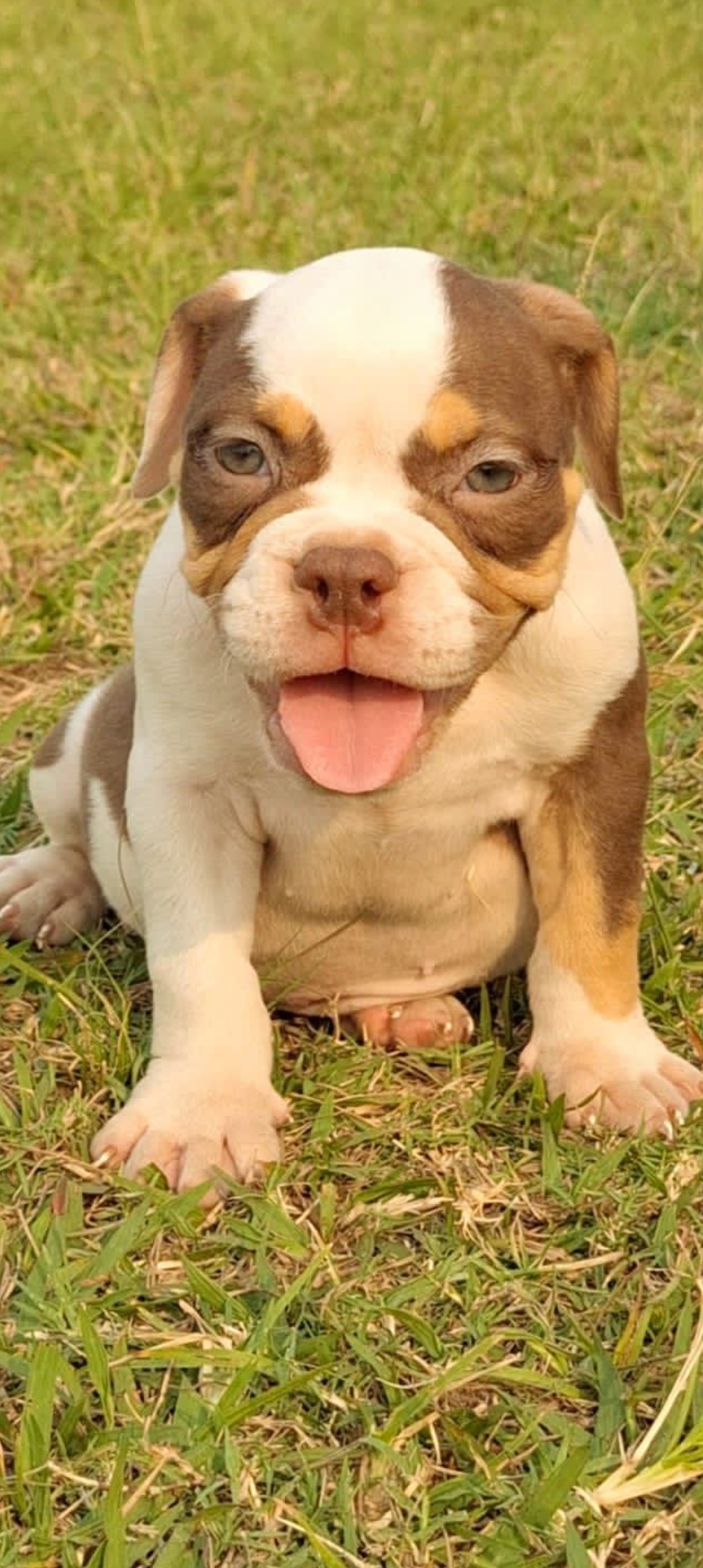 Portal Vendocão Filhotes American Bully disponíveis  Rio de Janeiro 