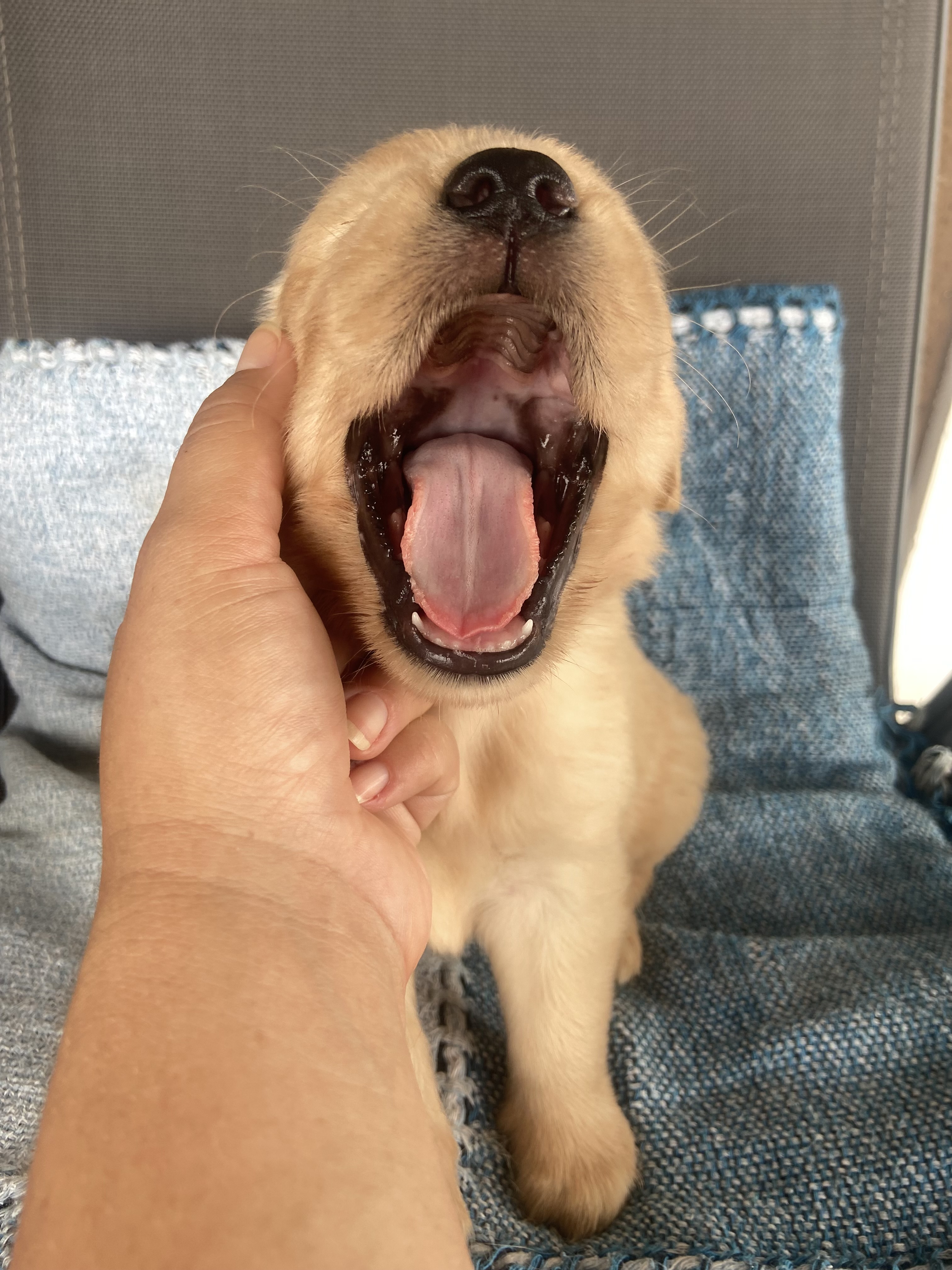 Portal Vendocão Filhote de Golden Retriever  Florianopolis 