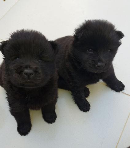Vendo filhotes puros de chow chow - Foto 4