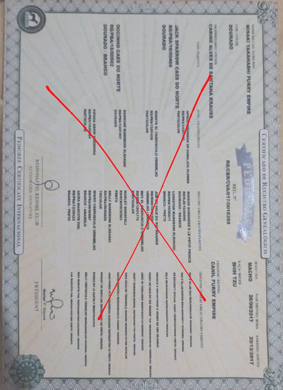 Portal Vendocão Filhotes legítimos de shih-tzu com olhos azuis hipnotizantes  Juazeiro