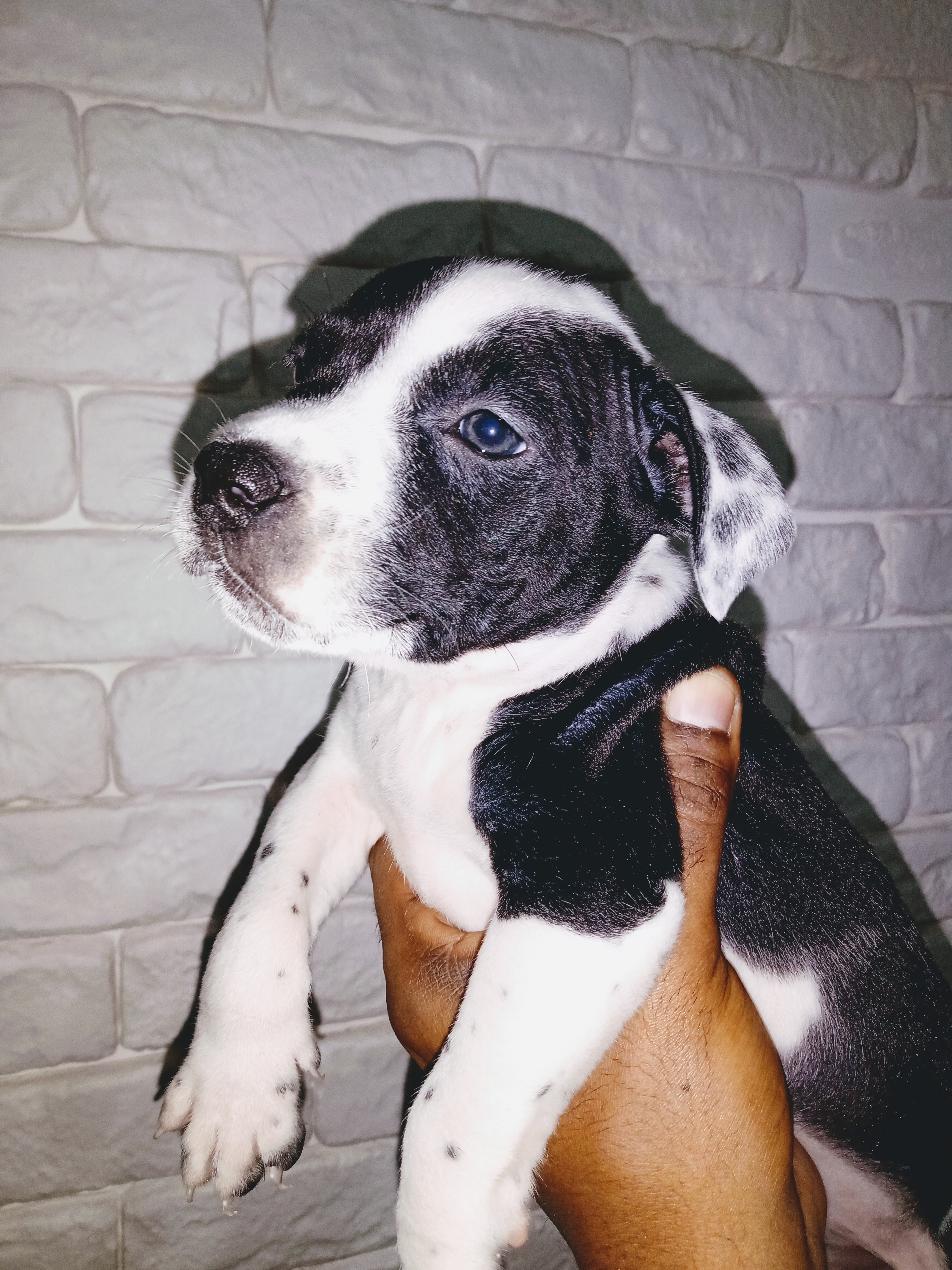 Lindos filhos de Pitbull  - Foto 1