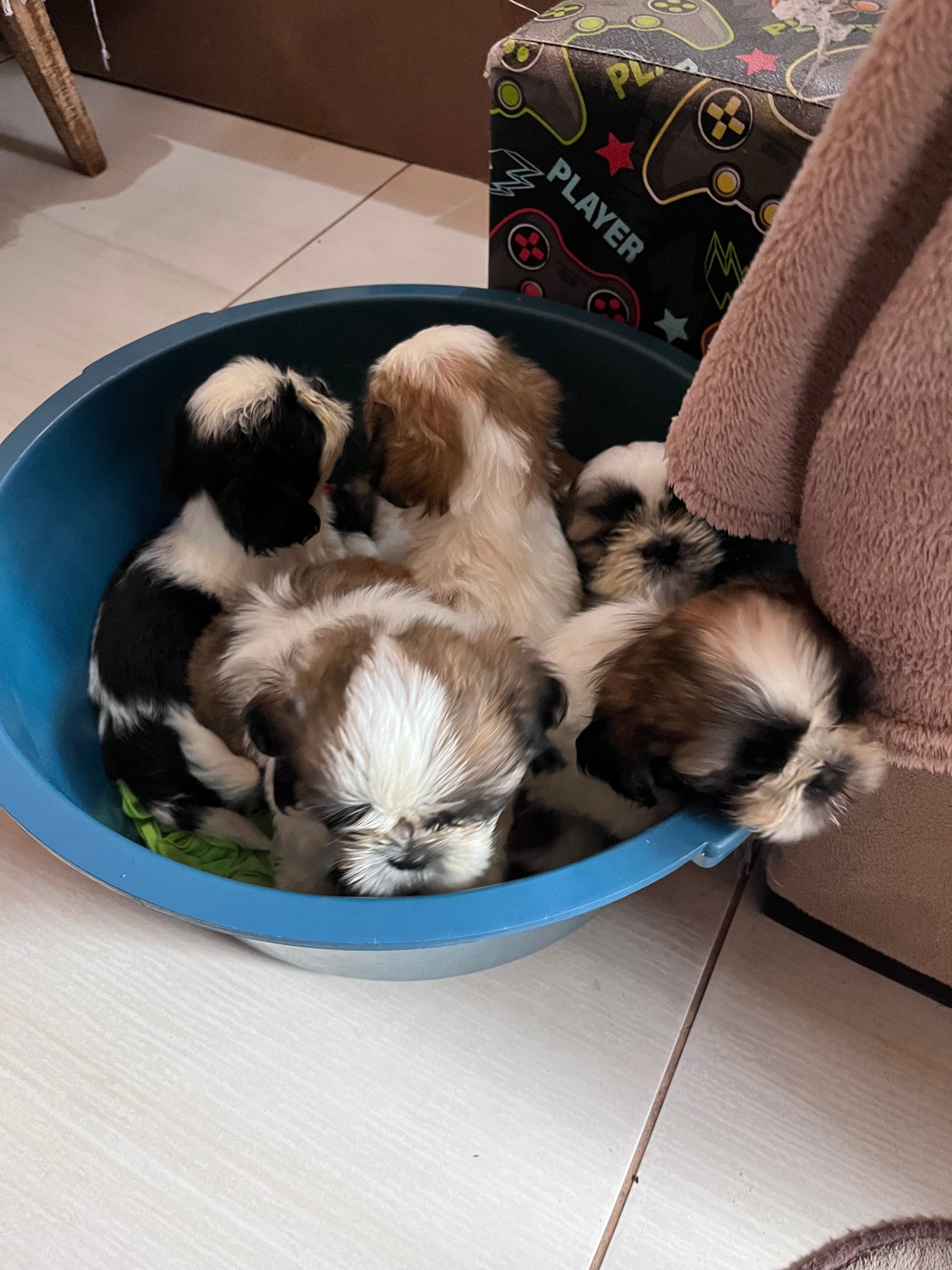 Cachorro shih tzu