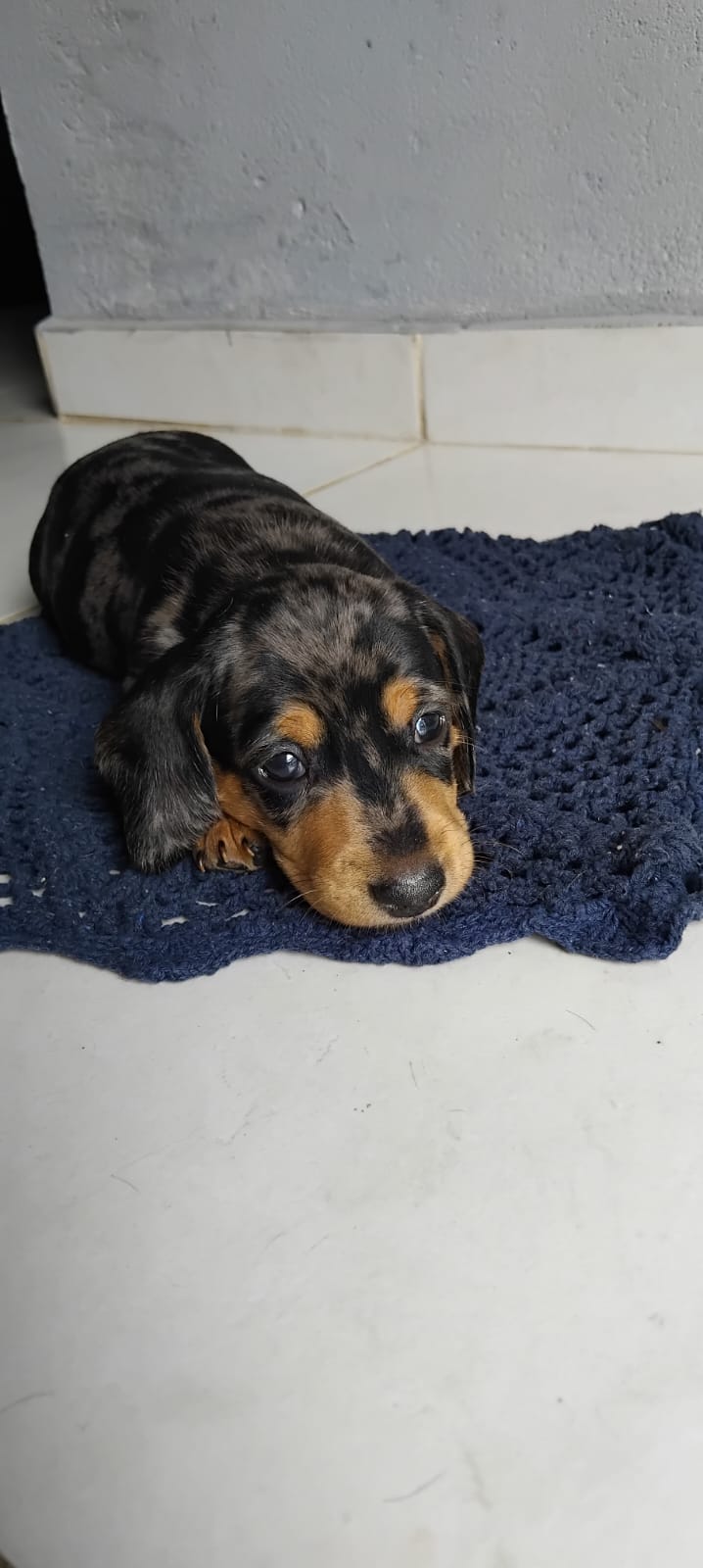 Portal Vendocão Filhote de Dachshund Macho Alerquin( Filhote de ssalsicha) Pedras de fogo 