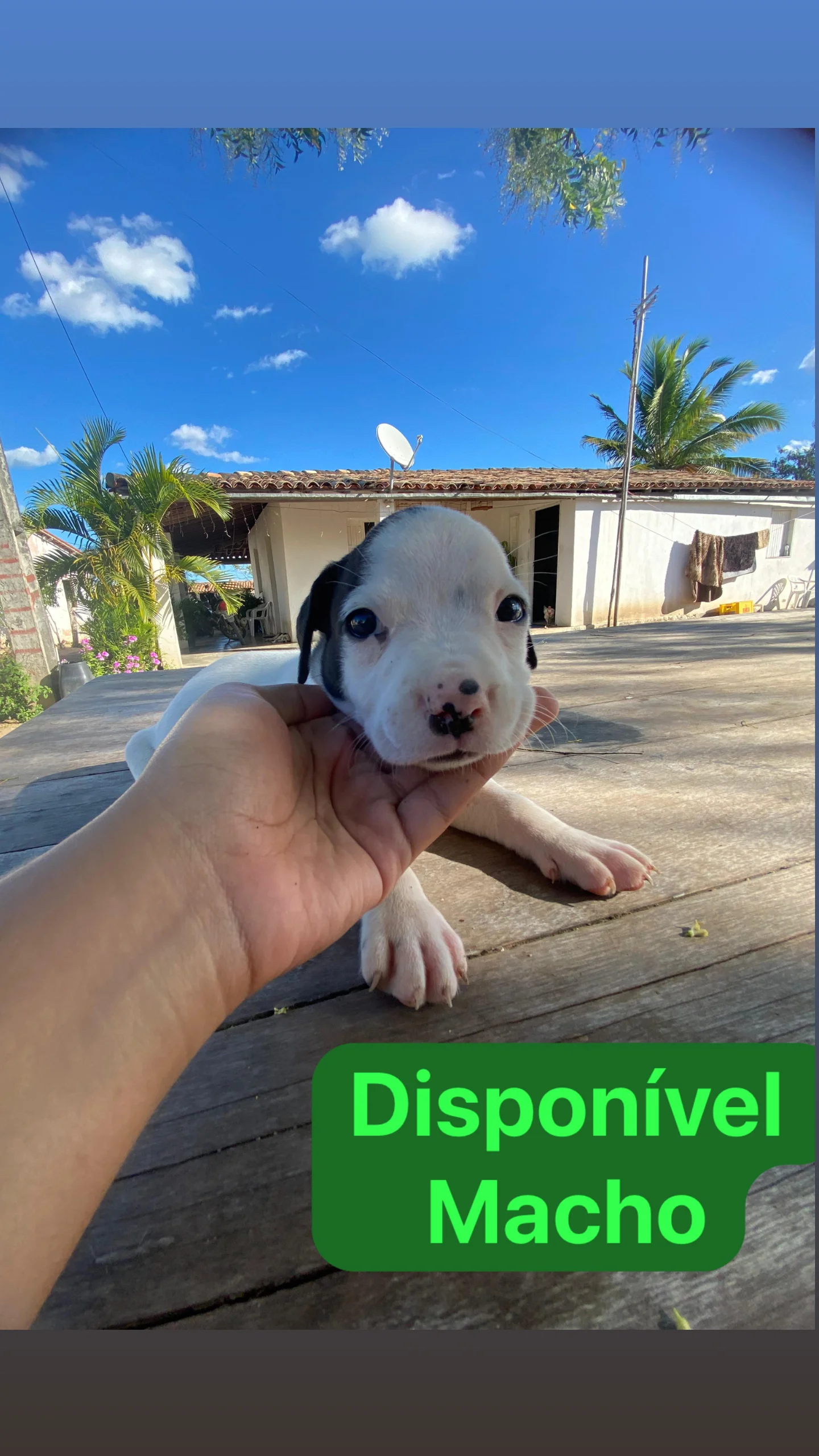 Portal Vendocão Filhotes de American Bully  Santa Bárbara