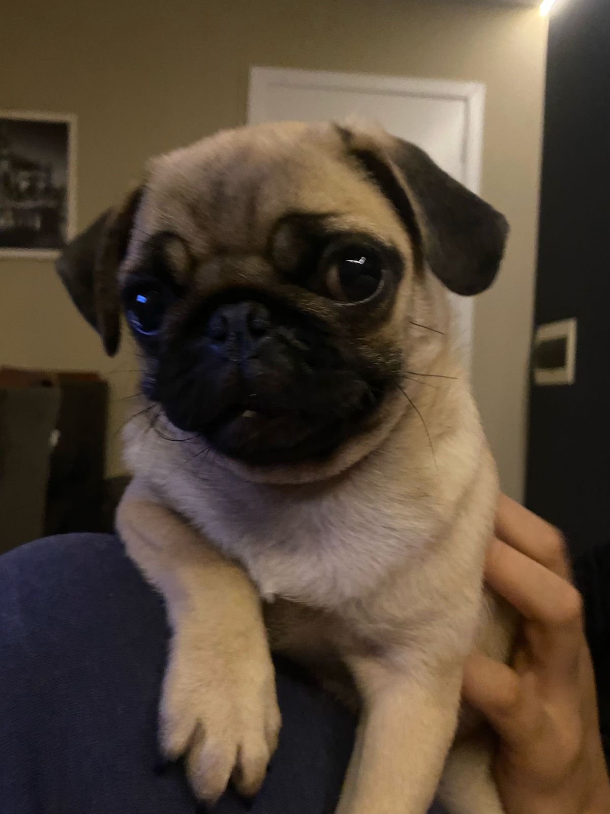 Portal Vendocão Pug fêmea filhote  São José dos Pinhais 