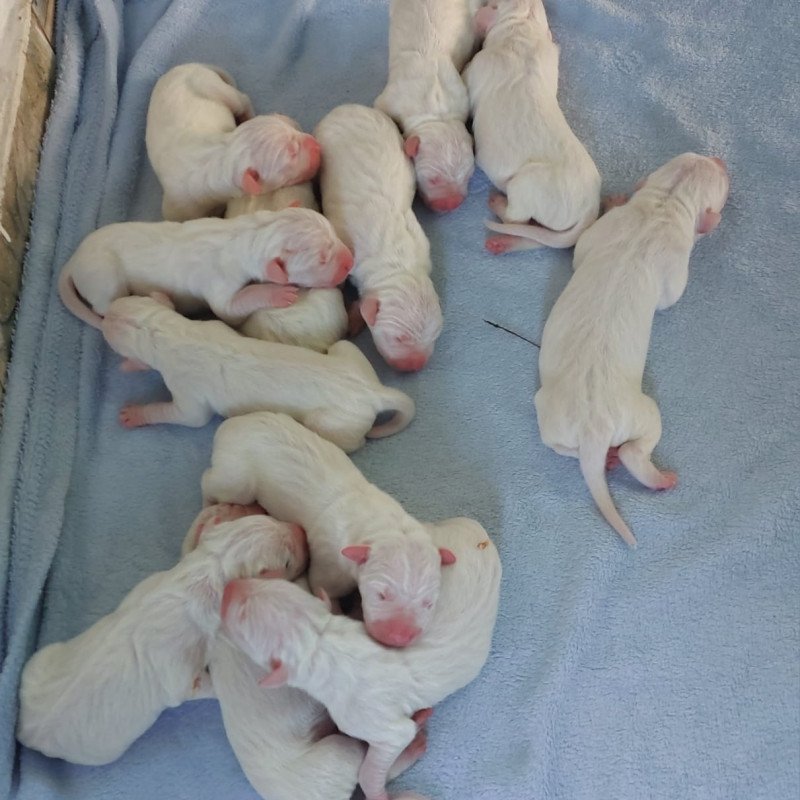 Filhotes Dogo Argentino Ótima Linhagem - Foto 1