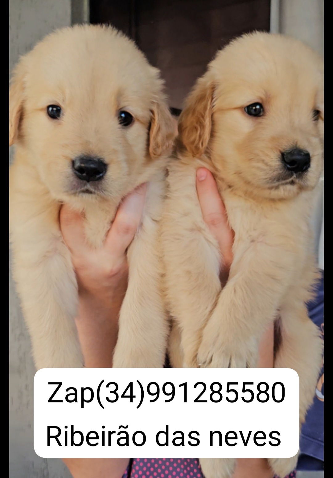 Portal Vendocão Vendo filhote de golden retriever  Ribeirão das Neves