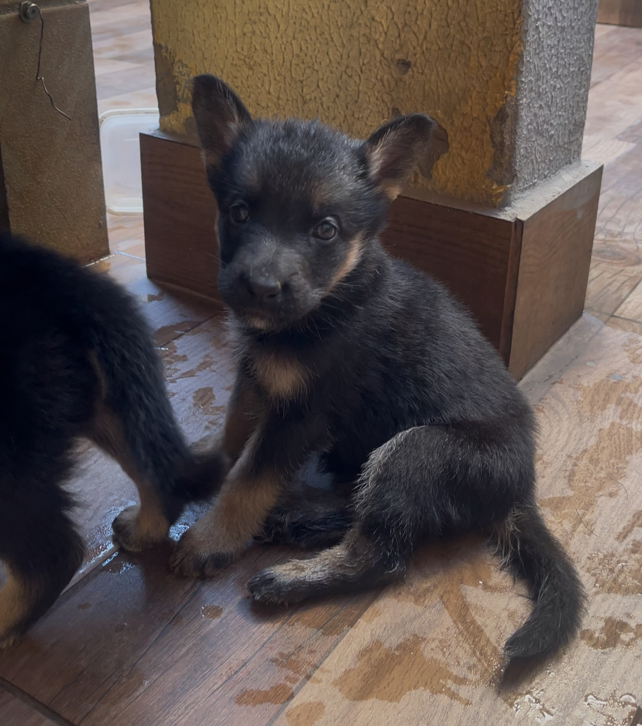 Portal Vendocão Vendo filhotes de pastor alemão  Goiânia 