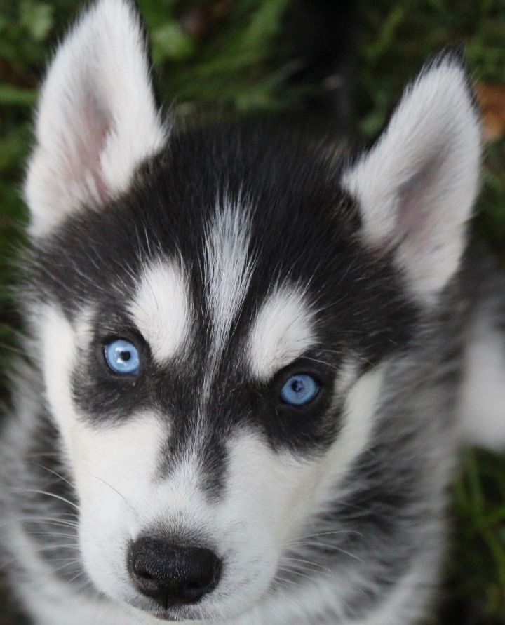 Portal Vendocão Husky Siberiano excelente raça  Marília 