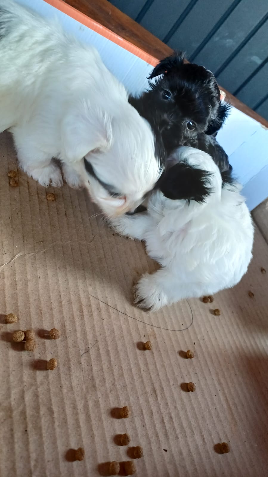 Portal Vendocão Vendo 2 filhotes de shih-tzu macho Sorocaba