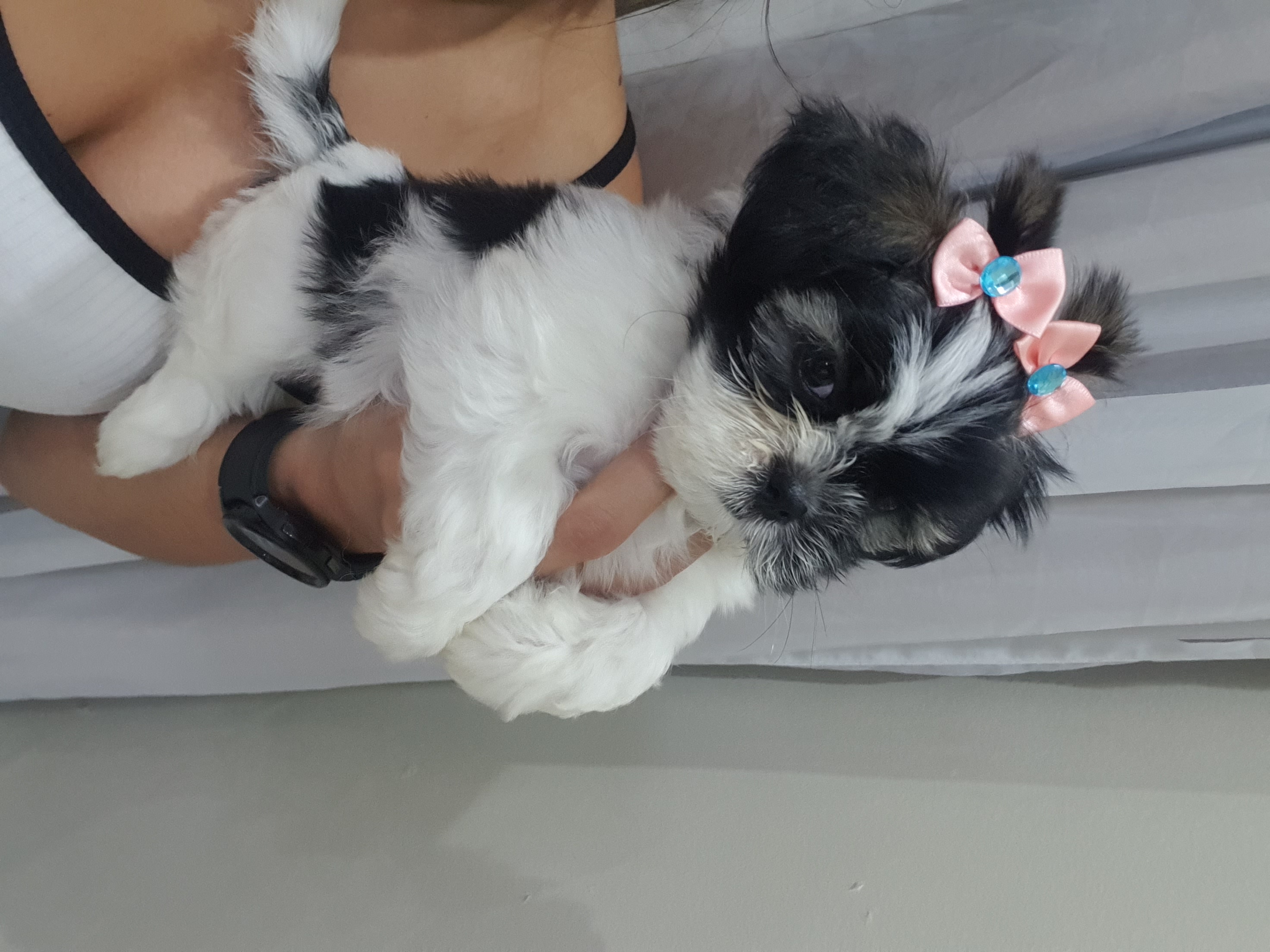 Portal Vendocão Shitzu fêmea e macho micro São Paulo zona leste