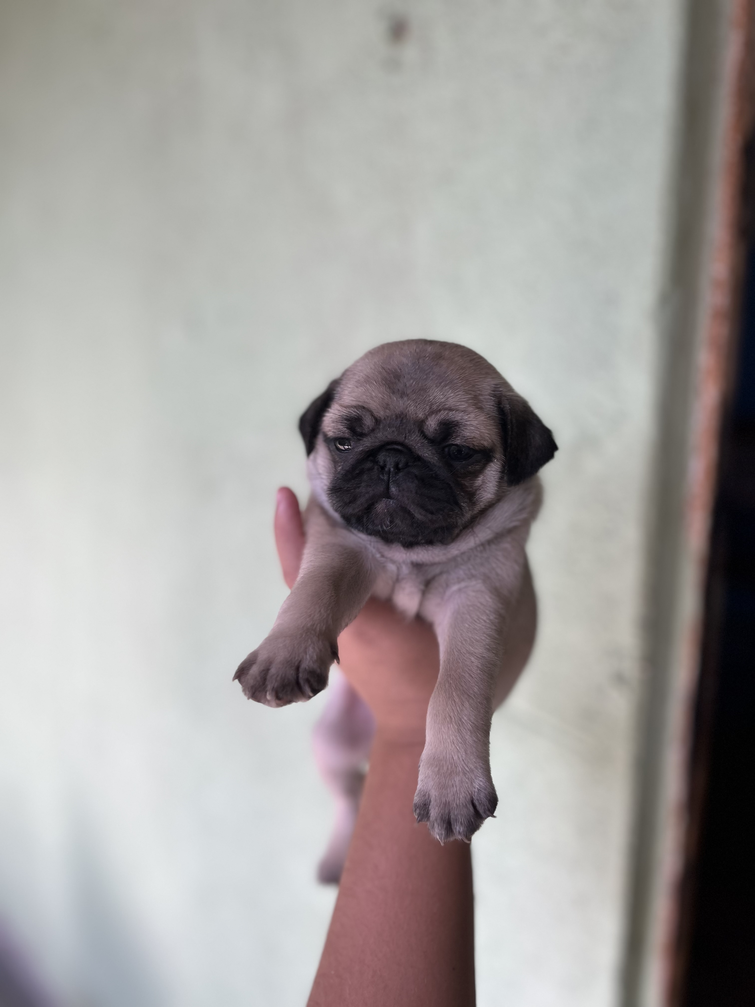 Portal Vendocão Vende-se filhotes de Pugs Mário Campos 