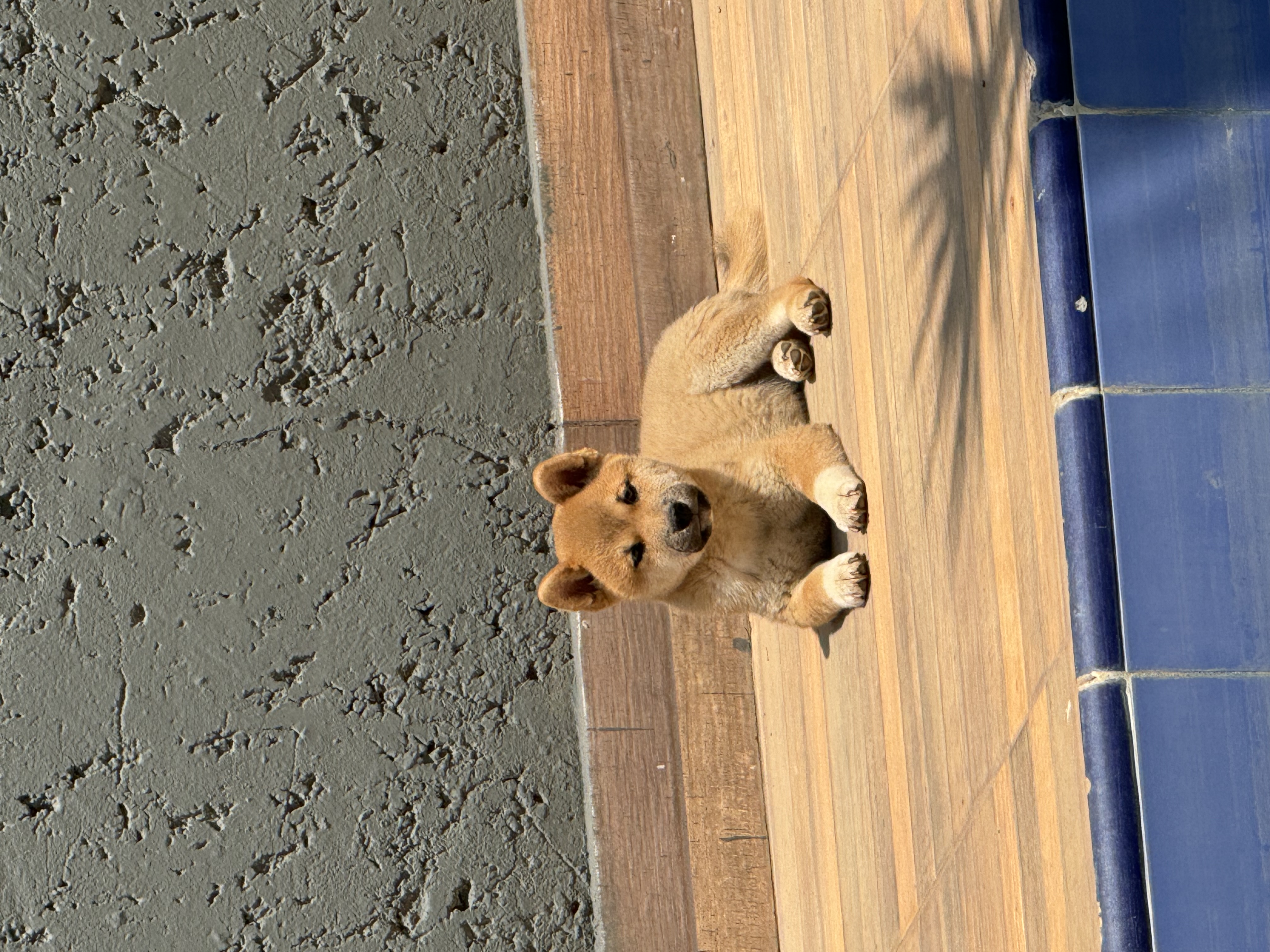 Portal Vendocão Cachorro Shiba Inu Montes Claros