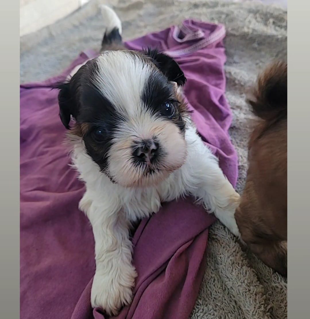 SHIH-TZU MACHO FILHOTE - Foto 1