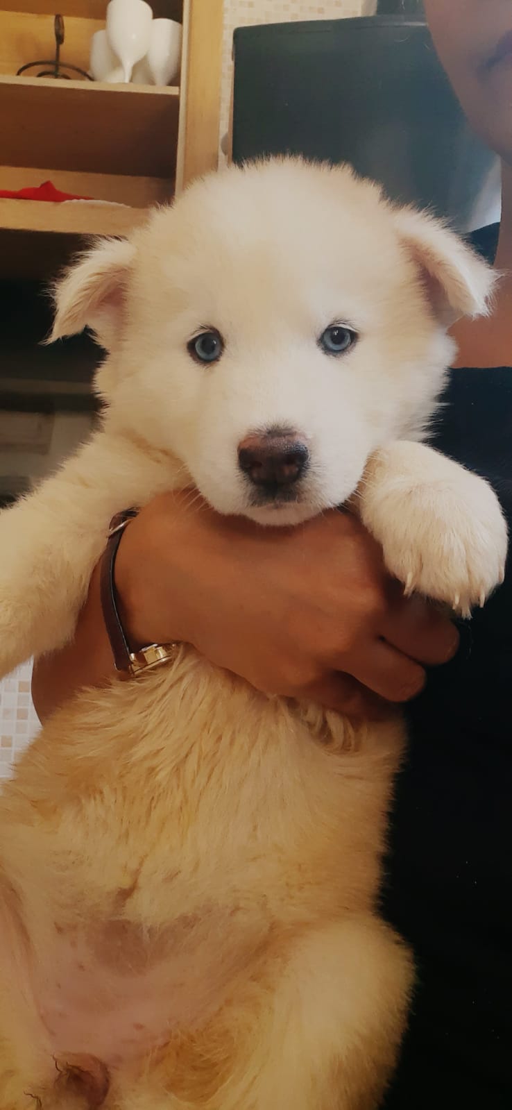 Husky Siberiano - Foto 3
