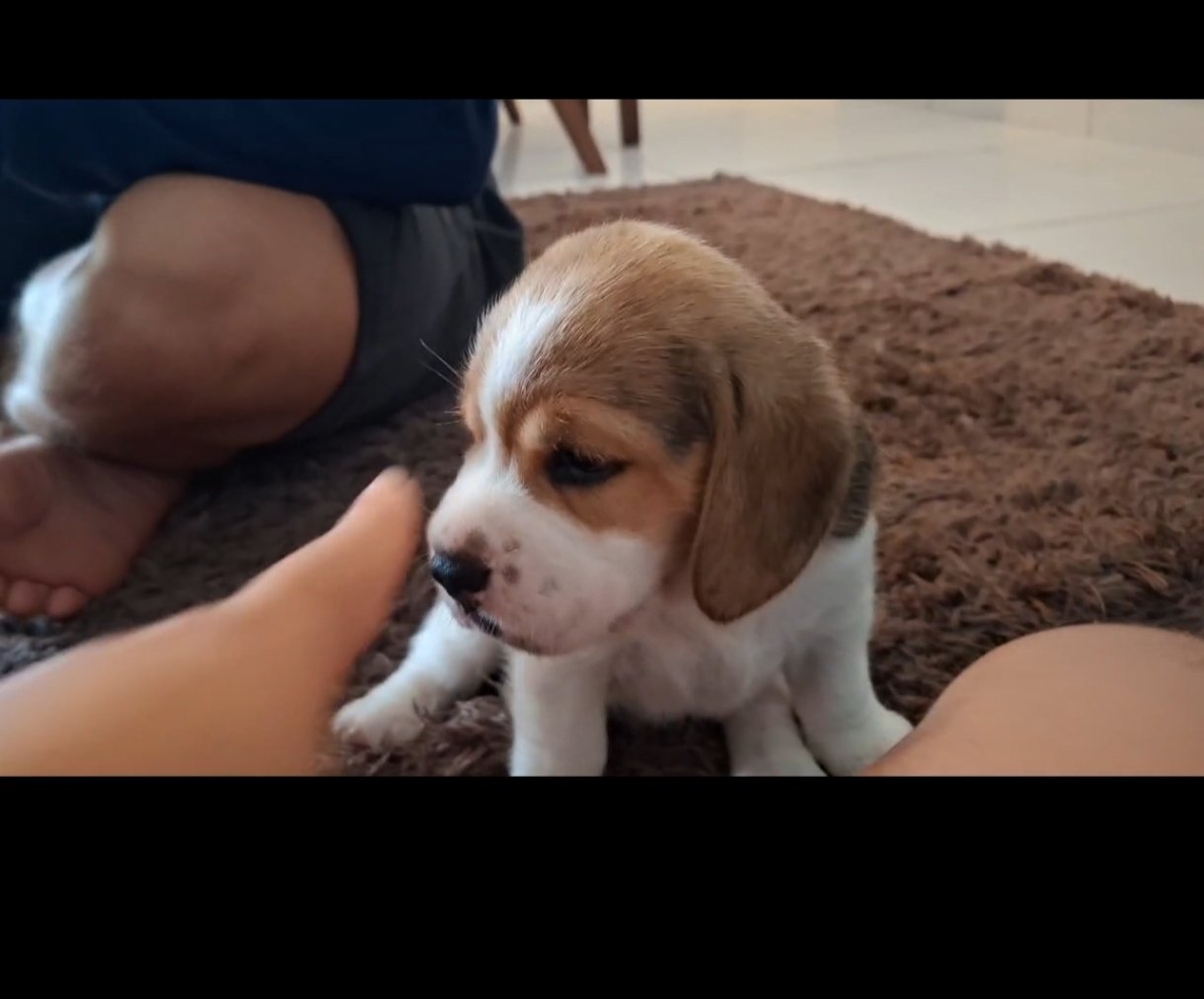 SEU NOVO MELHOR AMIGO TE ESPERA ❤️
