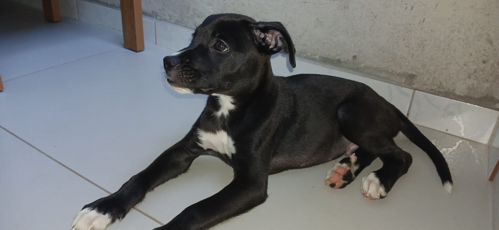Portal Vendocão Filhote de Akita com Boxer Salvador-BA