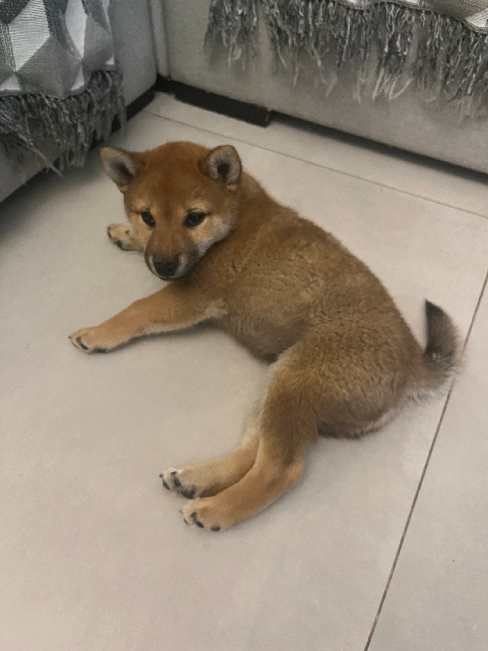 Filhote Shiba Inu Fêmea Vermelha