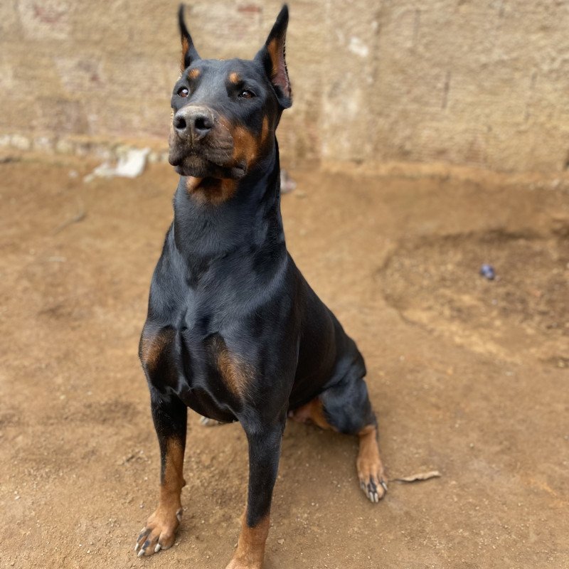 ninhada de filhotes de doberman 100% europeu, excelente pra guarda e companhia