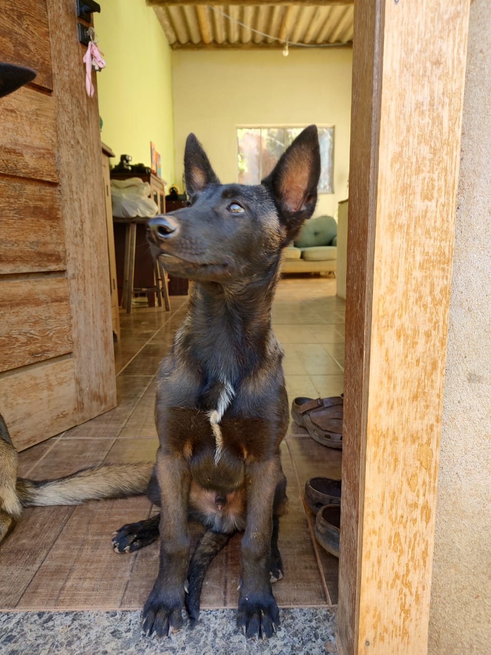 Portal Vendocão Filhote de pastor belga malinoa puro Capitólio