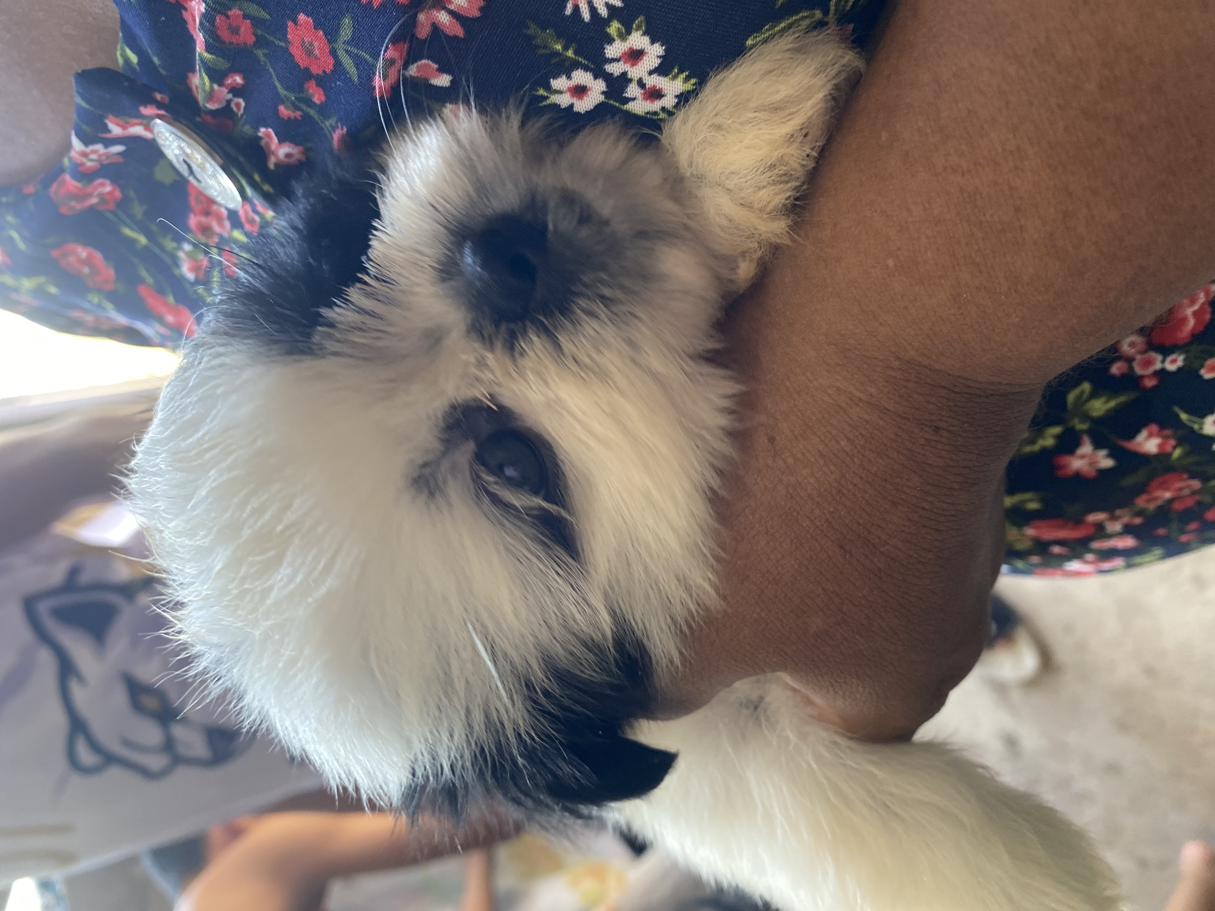 Portal Vendocão Vendo filhote de shih tzu  Abreu e Lima 