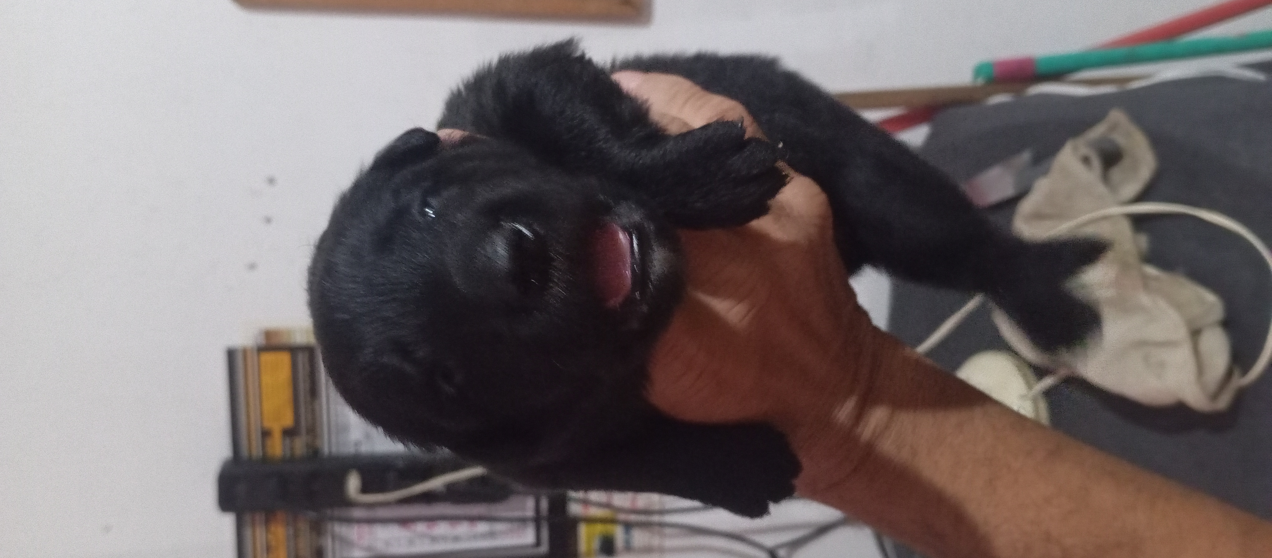 Portal Vendocão Vendo filhotes de pastor alemão com pastor malinois  Contagem