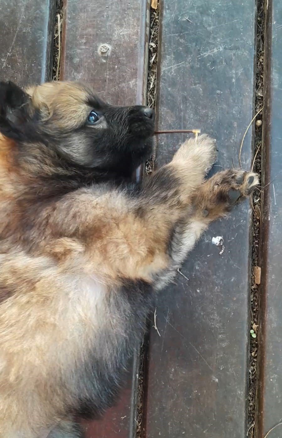  Vendo filhote de Pastor belga Tervuren  - Foto 2