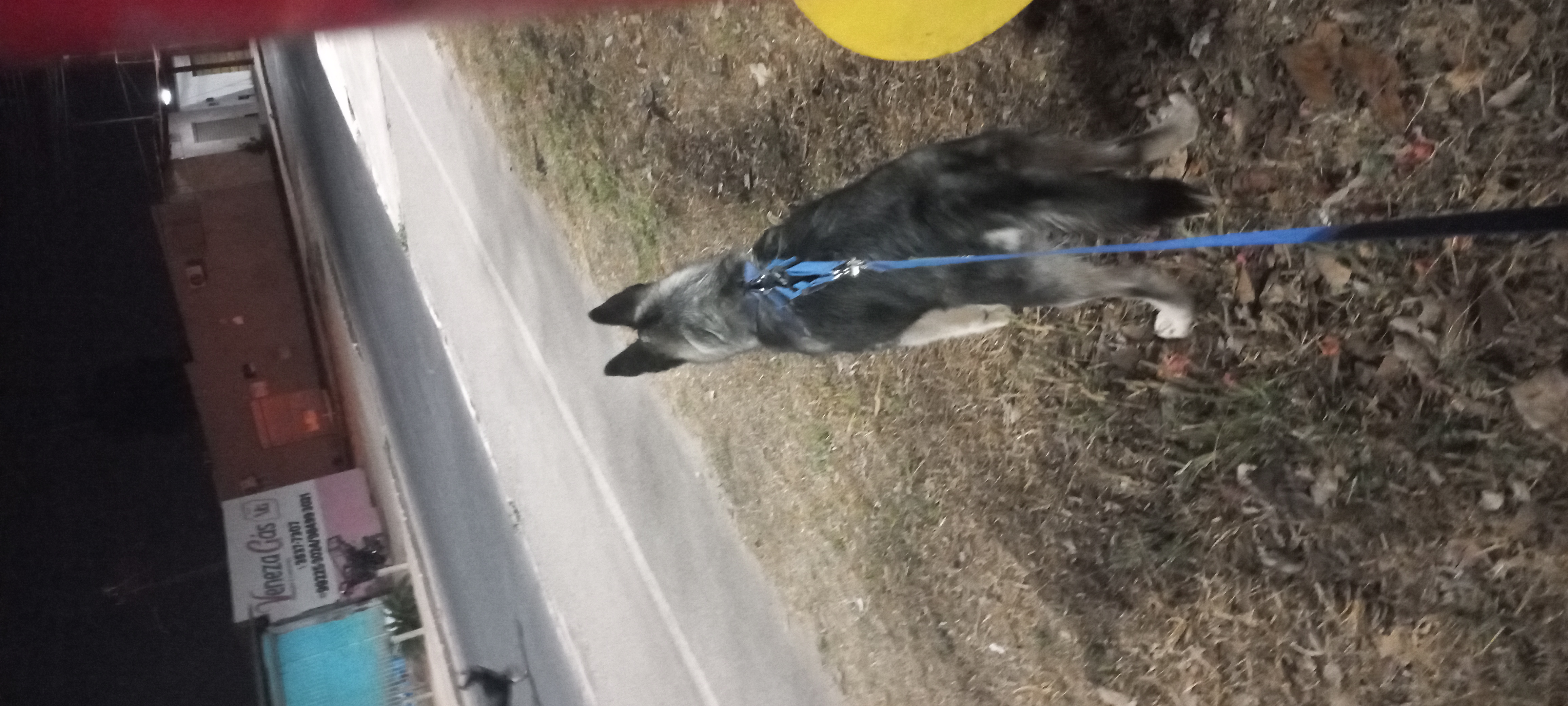 Portal Vendocão Husky Siberiano 6 meses Goiânia
