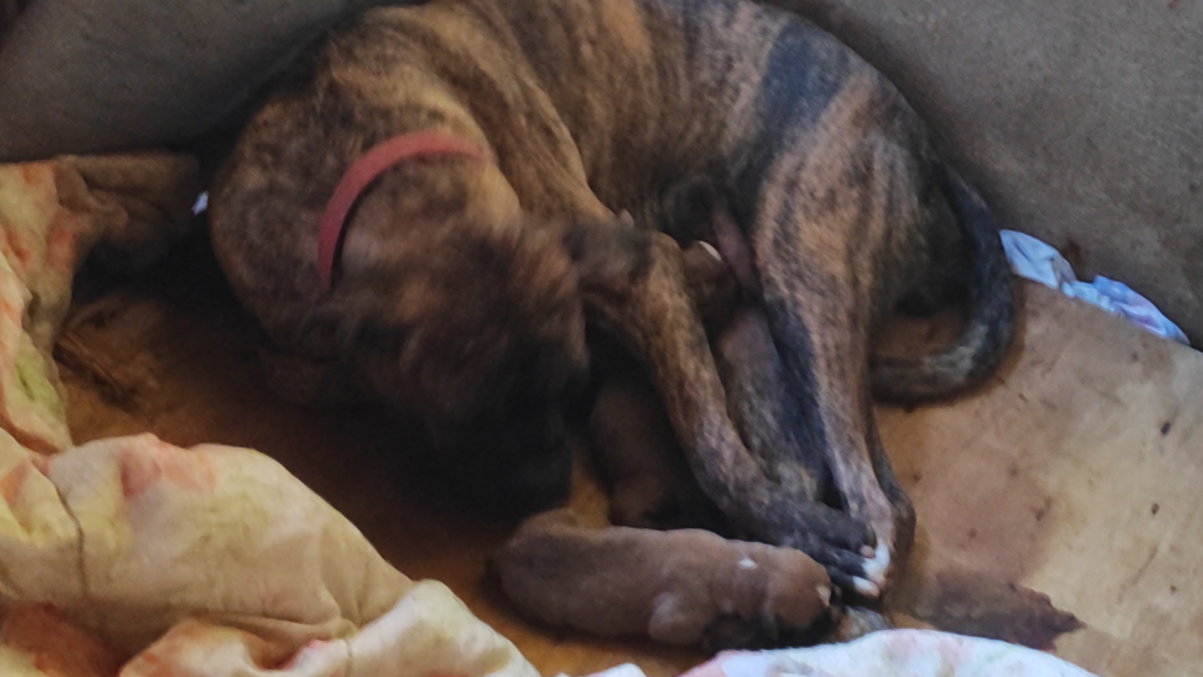 filhote de boxer