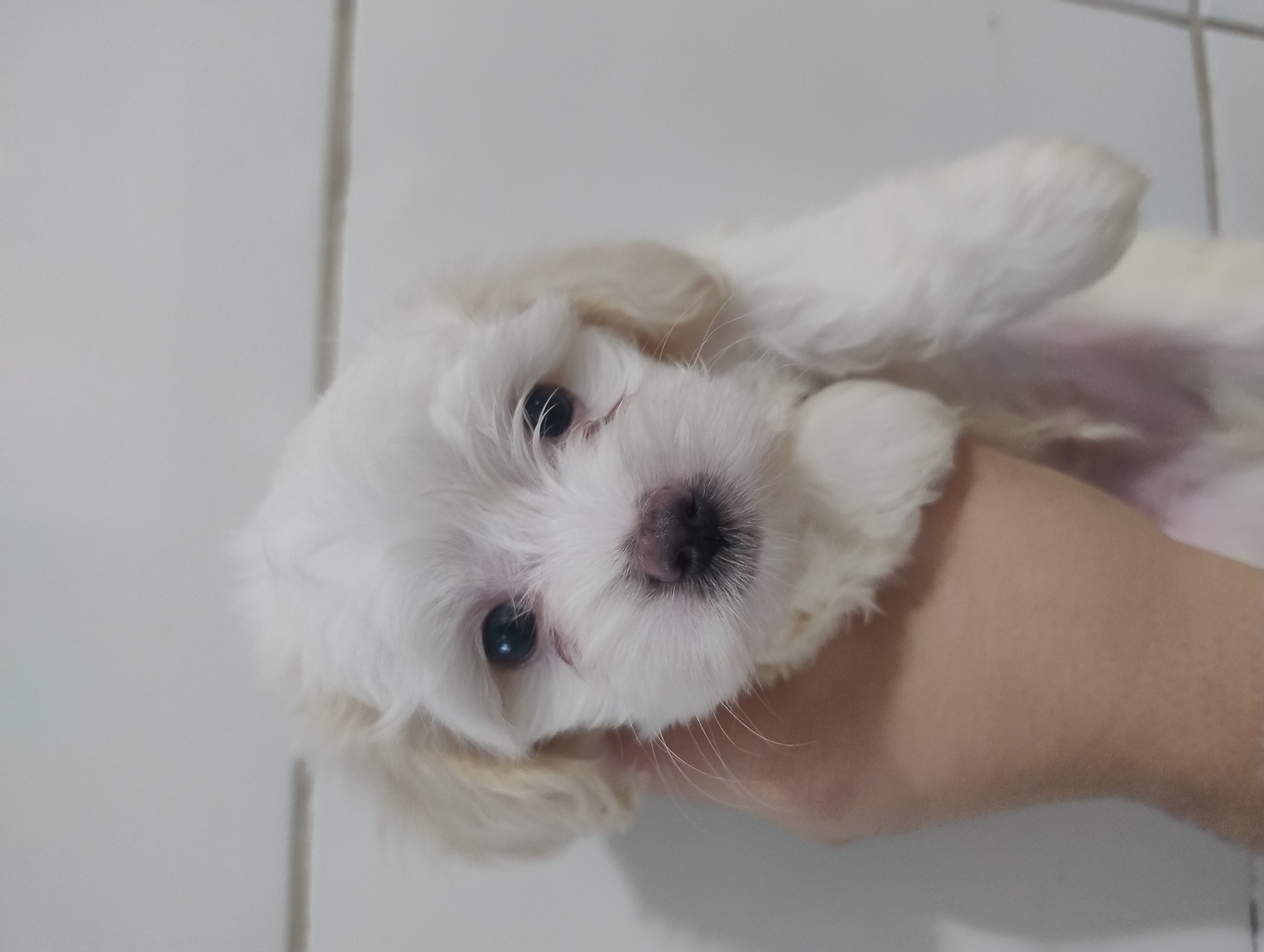 Portal Vendocão Filhotes de Maltês  Porto Alegre 