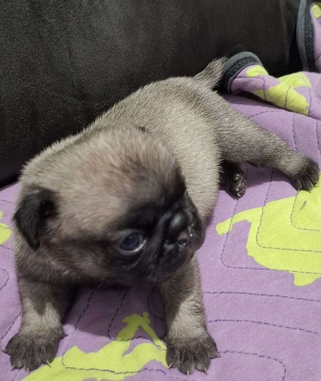 Filhote de pug macho - Foto 2