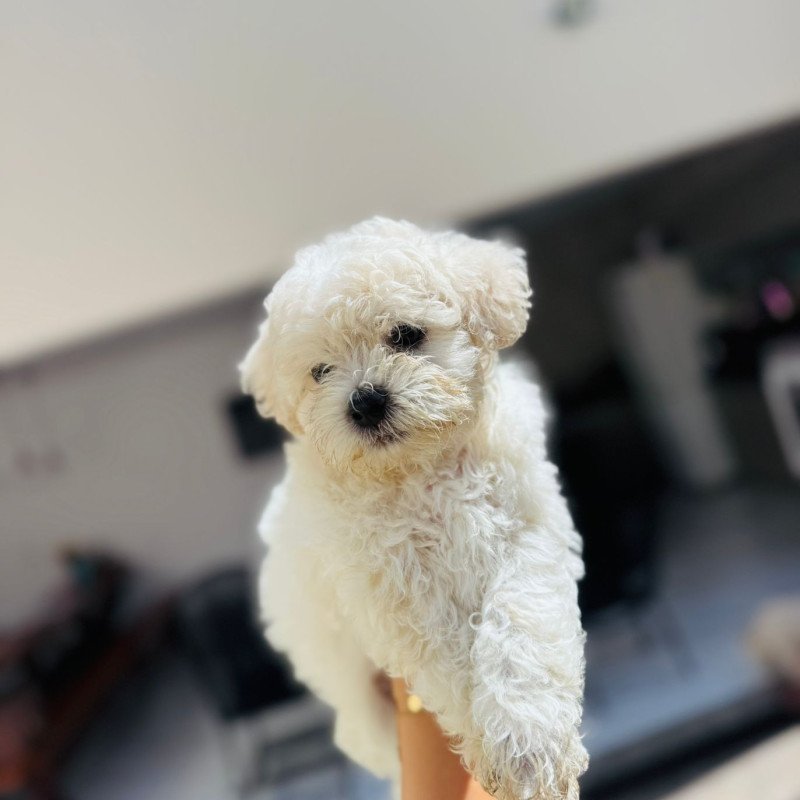 Filhote de poodle macho