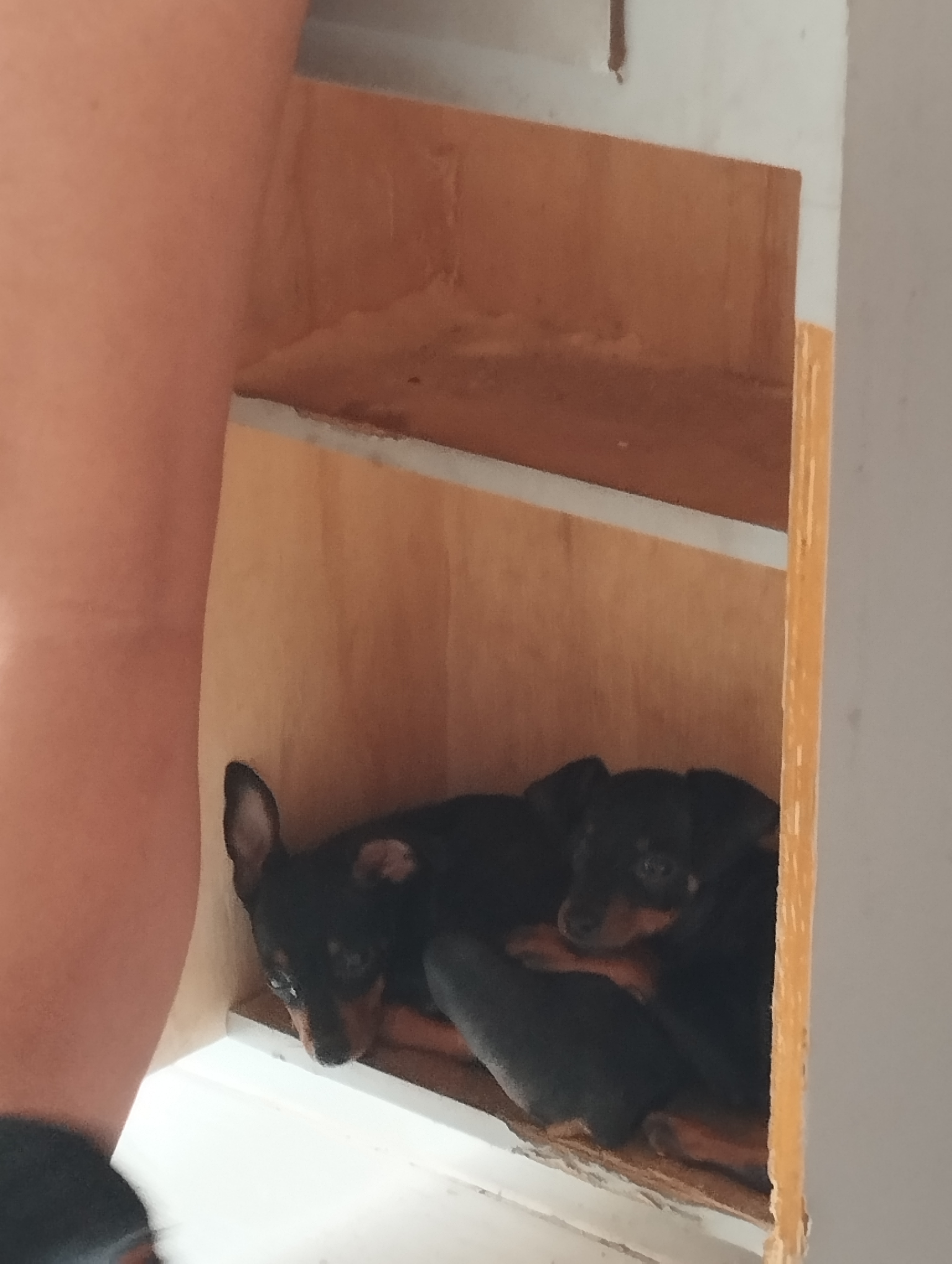 Portal Vendocão 2 cachorrinhos  Fortaleza 